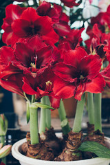 Red Amaryllis flowers in pot. Blooming Hippeastrum Vittatum in a flower market