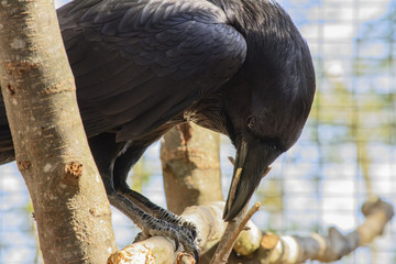 Raven building nest