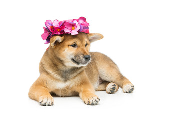 Beautiful shiba inu puppy in pink hat