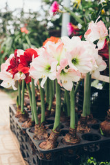 Red and white Amaryllis flowers in pot. Blooming Hippeastrum Vittatum in a flower market