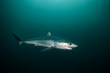 Naklejka premium Mako shark, Isurus oxyrinchus, Atlantic ocean, Simon's Town, South Africa