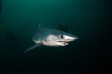 Obraz premium Mako shark, Isurus oxyrinchus, Atlantic ocean, Simon's Town, South Africa