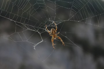 Spinne