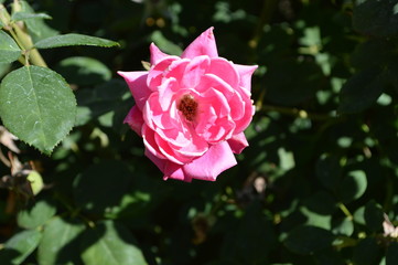 Pink rose