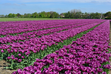 Obraz premium Purple tulips in a tulip field