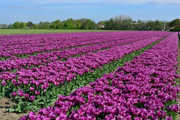 Photo sur Aluminium Tulipe Tulipes violettes dans un champ de tulipes