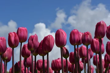 Crédence de cuisine en verre imprimé Tulipe Purple tulips in a tulip field