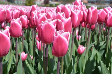 Crédence de cuisine en verre imprimé Tulipe Pink tulips in a tulip field