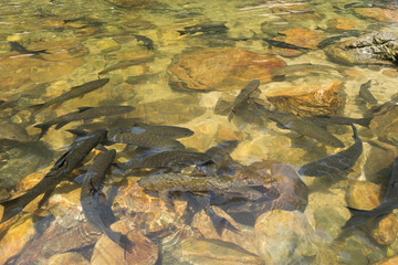 Fish swimming in rivers, lakes, sea, Fishing