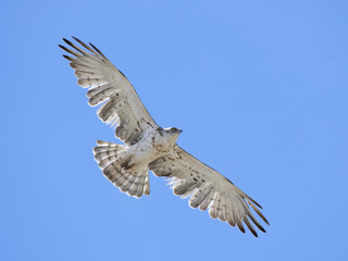 Short-toed snake eagle (Circaetus gallicus)
