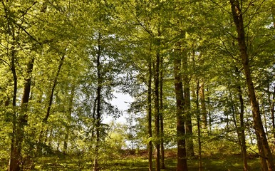 Landscape with spring green beech trees in sunlight