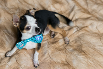 cute little dog portrait with blue butterfly