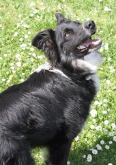 border collie