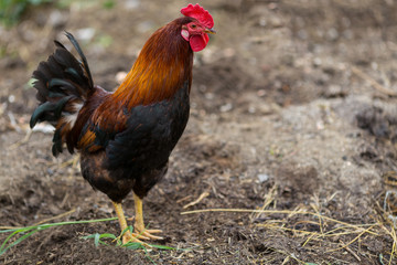 Colorful rooster or fighting cock in the farm.