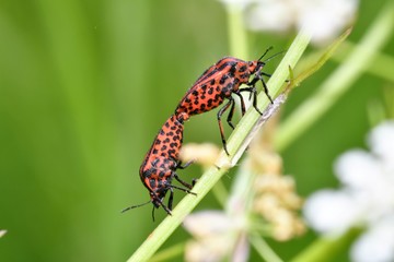 bug insects in the spring on the meadow