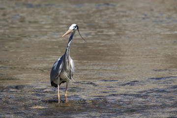 Héron cendré dans une rivière, ardea cinerea