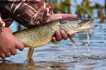 Fototapeten Open-mouthed large pike with drops of running water in the fisherman's hand. Fishing trophies, caught on a jig & soft bait,in the hand of angler above the water.Pike with big eyes and open mouth © Vlad Sokolovsky