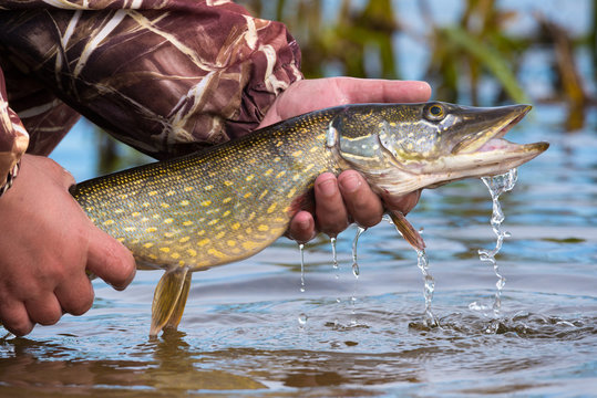 Open-mouthed large pike with drops of running water in the fisherman's hand. Fishing trophies, caught on a jig & soft bait,in the hand of angler above the water.Pike with big eyes and open mouth