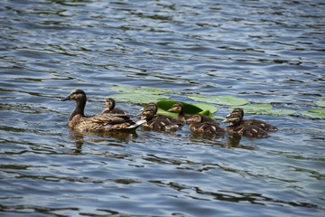 Mother duck with young