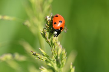 ladybird in the grass