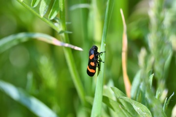 Fototapeta premium bug insects in the spring on the meadow