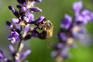 Biene an Lavendelblüte