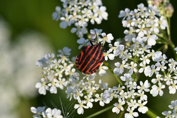 bug insects in the spring on the meadow