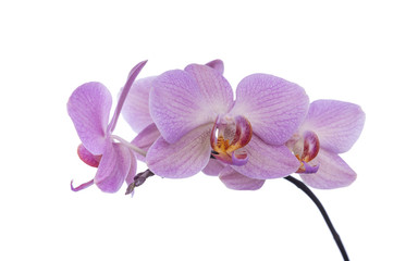 Fototapeta na wymiar Orchid on a white background.