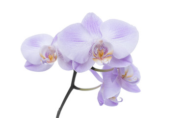 Plakat Orchid on a white background.