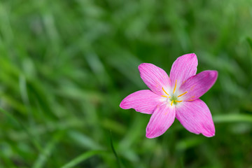 Fototapeta premium Close up of rosy pink rain lily, Cuban zephyrlily or Zephyranthes rosea with beautiful green background