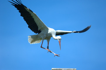 Storch beim Landen