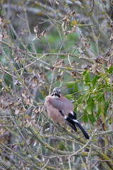 Geai des chêne perché sur une branche, Garrulus glandarius 
