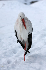 Storch