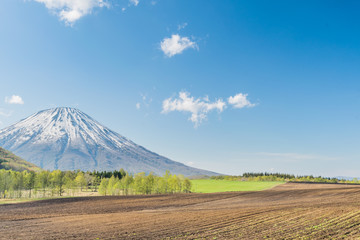 Naklejka premium 羊蹄山と畑の風景 / 北海道 ニセコの農業イメージ
