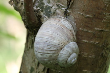 Schnecke