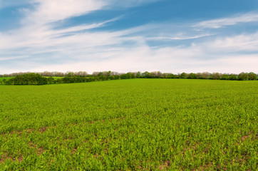 Fototapeta na wymiar The field of green peas.