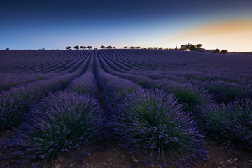 Fototapeta na wymiar Field of flowering lavender in the evening