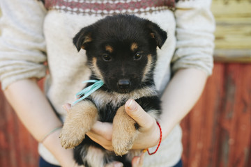 Puppies German shepherd
