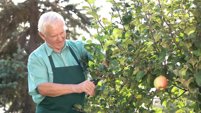 Senior Gardener With Scissors Working. Old Man And Apple Tree. Pruning Tools And Their Uses.