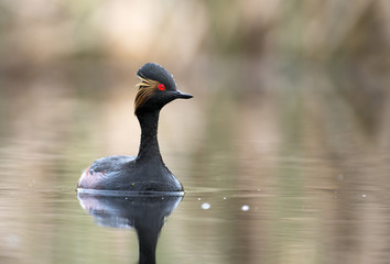 Black-necked grebe (Podiceps nigricollis)