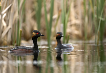 Black-necked grebe (Podiceps nigricollis)