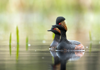 Black-necked grebe (Podiceps nigricollis)