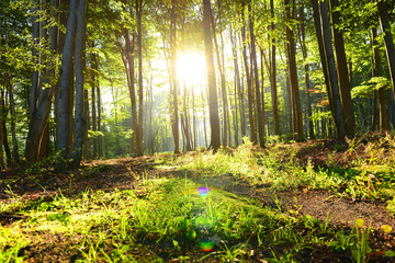 Morning in the forest