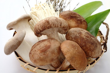 きのこ　椎茸　エリンギ　エノキ