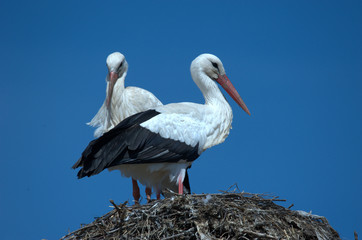 Storchenpaar auf dem Nest