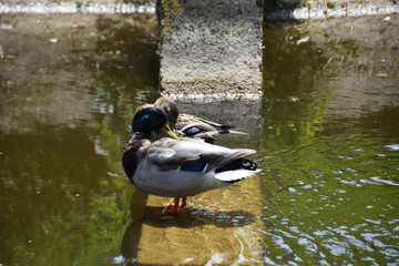 Fototapete bei efototapeten.de bestellen   