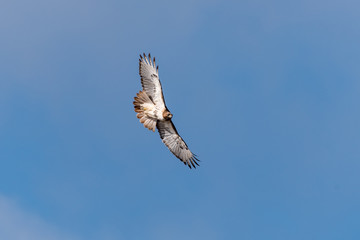 Red-tailed Hawk