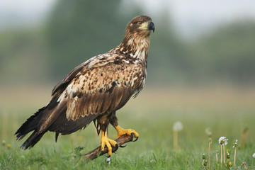 White tailed eagle (Halieetus albicilla)