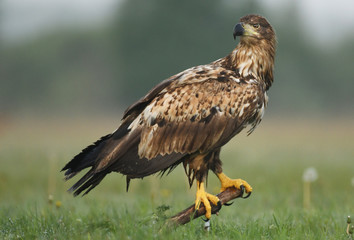 White tailed eagle (Halieetus albicilla)