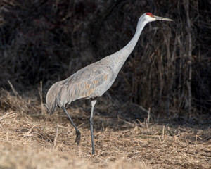 Sandhill Crane